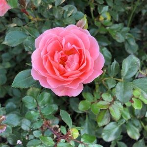 Meet your Posher, Nitara